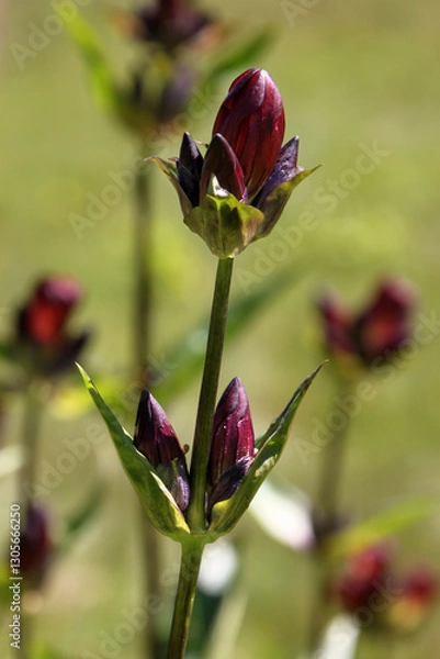 Obraz Purple gentian flower ( gentiana purpurea ) with opening buds growing on a mountain meadow in the austrian Alps