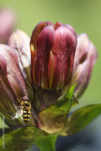 Obraz A Scaeva selenitica hoverfly sitting on a Purple gentian ( gentiana purpurea ) blossom in the Austrian Alps