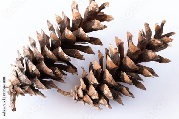 Fototapeta Two Pine Cones From Nature