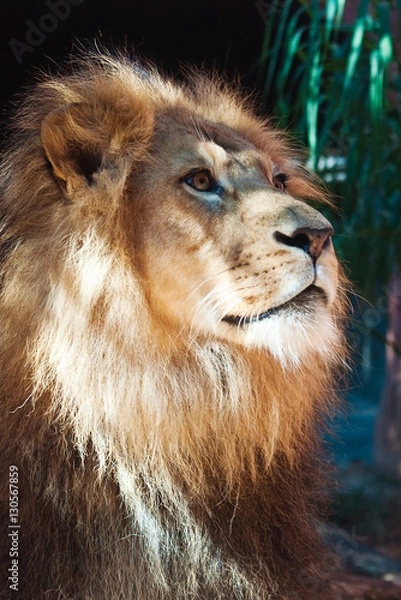 Fototapeta Lion face close-up