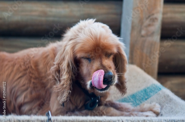 Obraz Cocker Spaniel licking nose (soft focus)