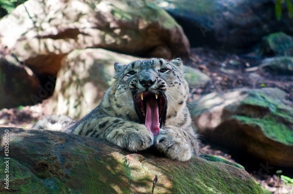 Fototapeta Snow Leopard baring its teeth