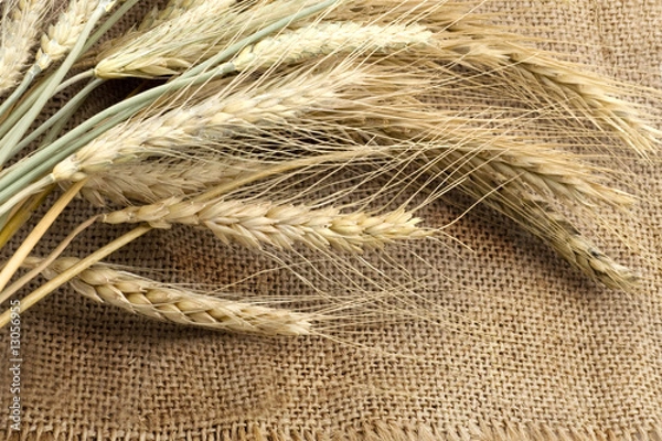 Fototapeta Bundle of the wheat ears on sack