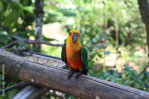 Obraz This is a beautiful bird called the true Jandaia. It is known by other names, such as the northeastern parakeet and jandaia.

