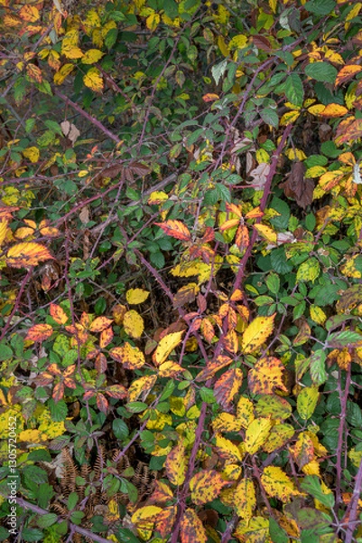 Fototapeta Blackberry plant ecosystem in autumn with different colors and more vertical plants
