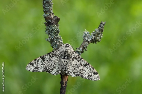 Obraz Peppered Moth(Biston betularia)