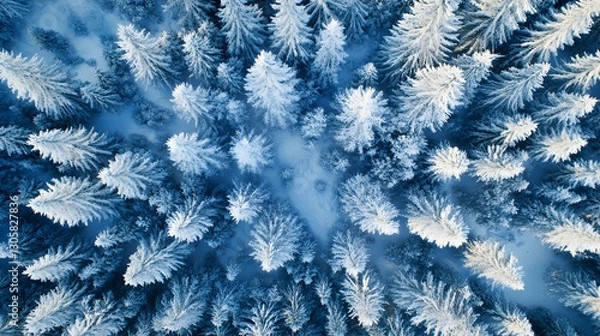 Fototapeta Nordic forest patterns, aerial drone view of coniferous tree canopies