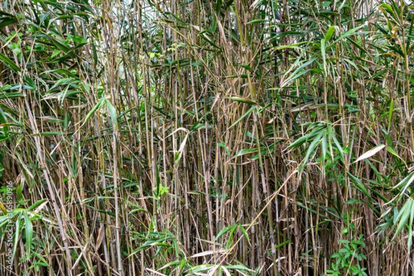 Fototapeta 道端の竹やぶ
