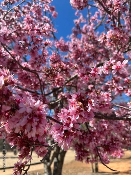 Obraz pink cherry blossom