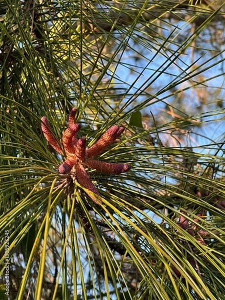 Obraz pine tree branches