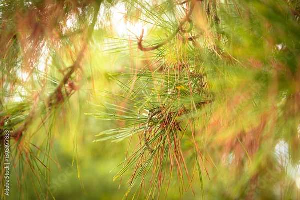 Obraz Close up green and brown pine tree