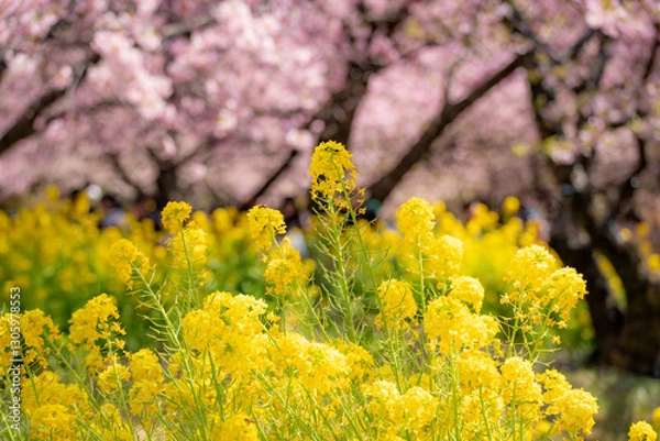 Obraz 河津桜　神奈川県松田町　西平畑公園