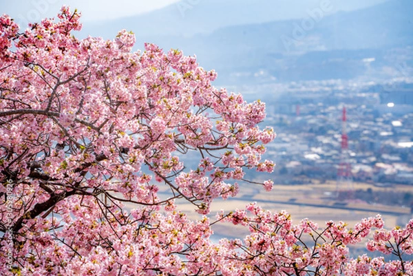 Obraz 河津桜　神奈川県松田町　西平畑公園