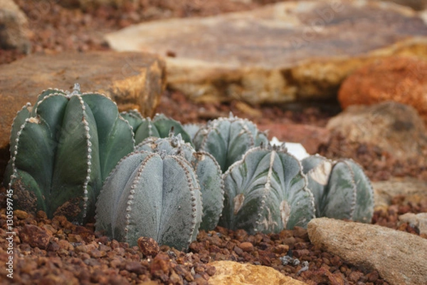 Fototapeta 2016/12/01 タイチェンマイ植物園　砂漠岩場サボテン