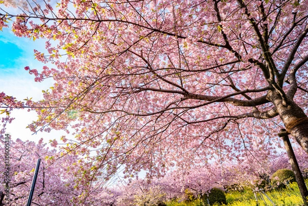 Obraz あぐりパーク嵯峨山苑に咲く河津桜と菜の花　神奈川県松田町