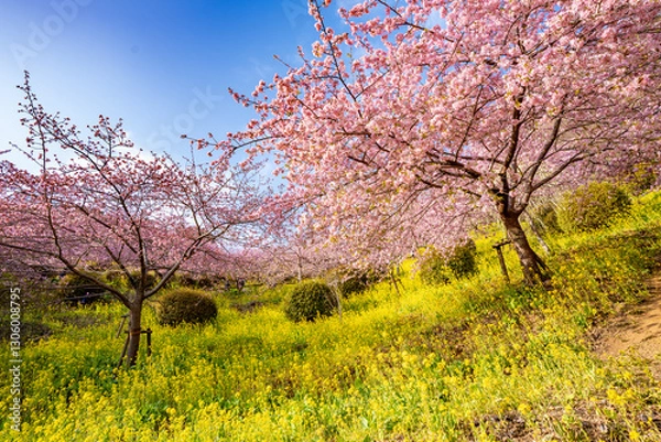Obraz あぐりパーク嵯峨山苑に咲く河津桜と菜の花　神奈川県松田町