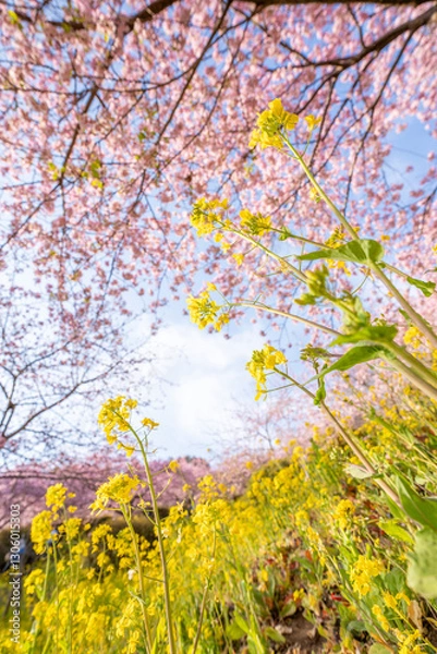Obraz あぐりパーク嵯峨山苑に咲く河津桜と菜の花　神奈川県松田町