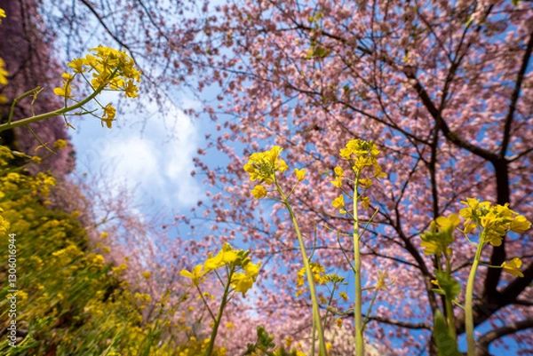 Obraz あぐりパーク嵯峨山苑に咲く河津桜と菜の花　神奈川県松田町