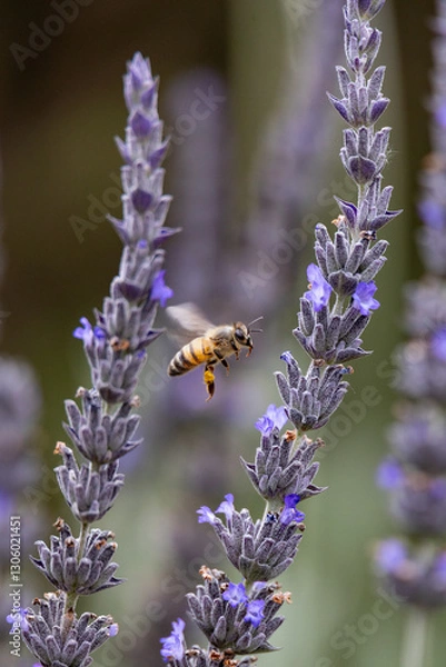 Obraz Biene in Lavendel