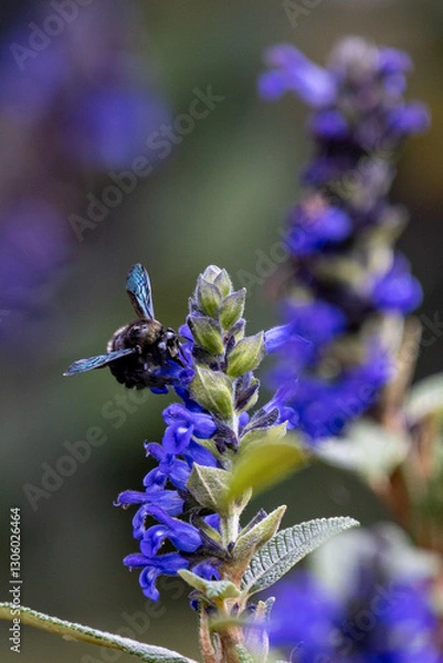 Obraz Biene im Salbei