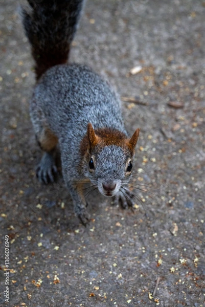Obraz Eichhörnchen Nahaufnahme