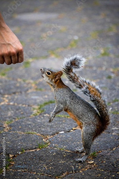 Obraz Eichhörnchen Fütterung