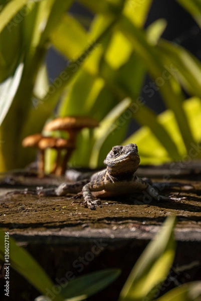 Obraz Echse mit Pilz auf einem Baumstumpf