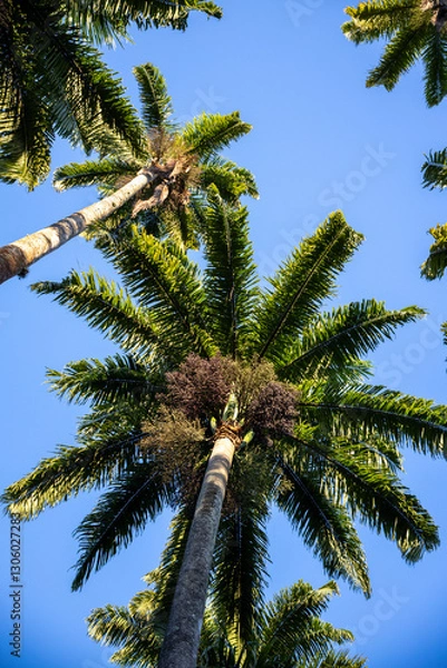 Obraz Palme mit Himmel