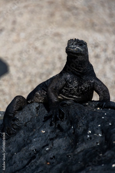 Obraz Marine Iguana