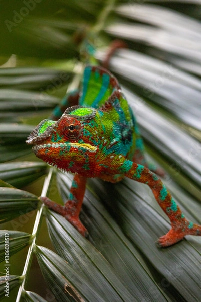 Obraz Chamäleon Nahaufnahme