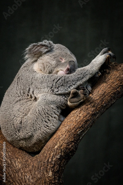 Obraz Koala Portrait