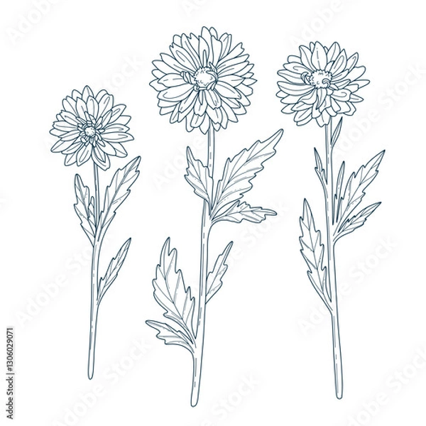 Fototapeta Coloring page in botanical style featuring multiple daisies. Black and white illustration coloring page