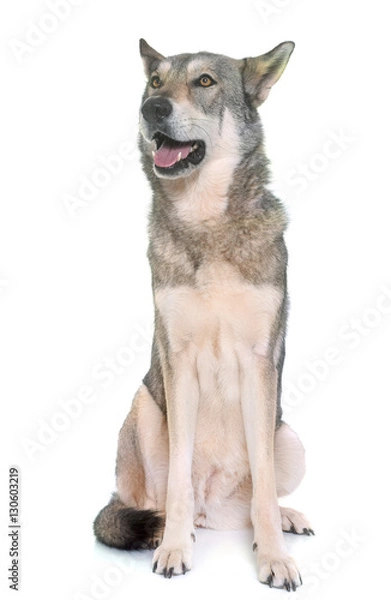 Obraz Saarloos wolfdog in studio
