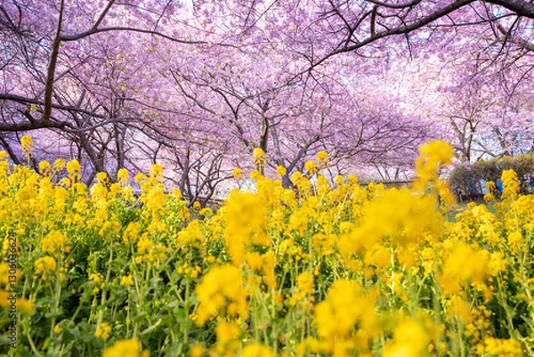 Obraz 河津桜　神奈川県松田町　西平畑公園