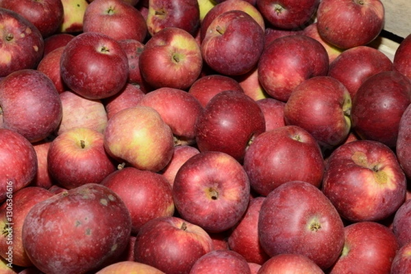 Fototapeta Apfel,  Malus domestica, Macoun