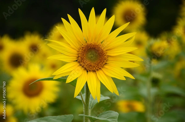 Fototapeta Sunflower.