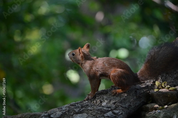 Fototapeta squirrel