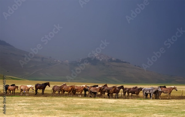 Obraz Castelluccio