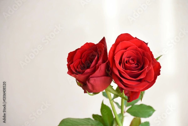 Fototapeta 赤い薔薇