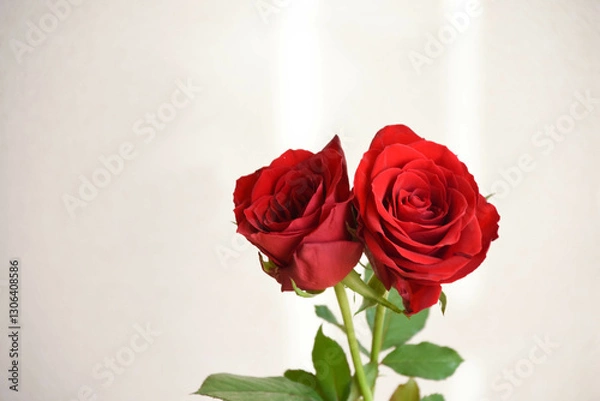 Fototapeta 赤い薔薇