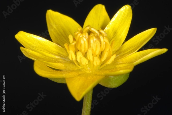 Obraz Scharbockskraut  Feigwurz,  Ficaria  verna