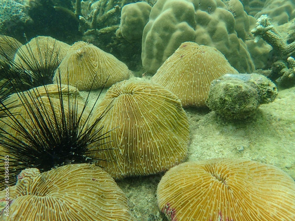 Fototapeta Group of mushroom coral on the substrate