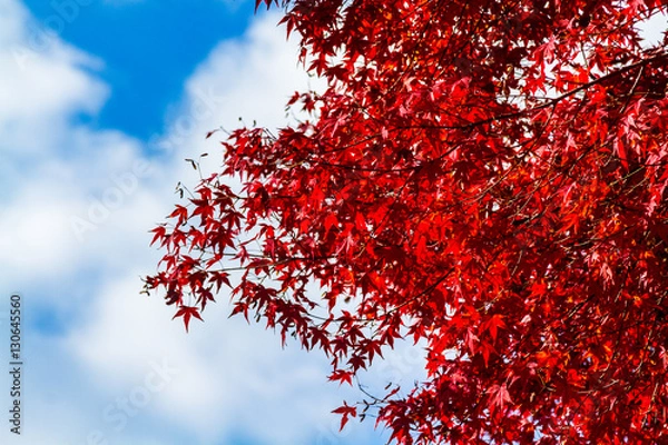 Fototapeta もみじ