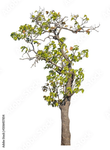 Fototapeta Single tree isolated on transparent background with clipping path and alpha channel