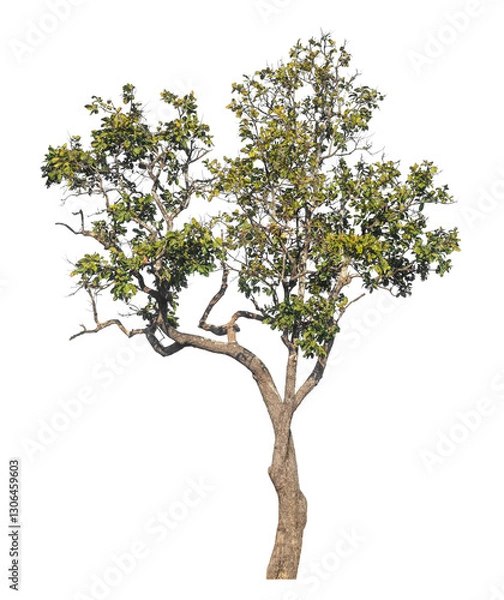 Fototapeta Single tree isolated on transparent background with clipping path and alpha channel