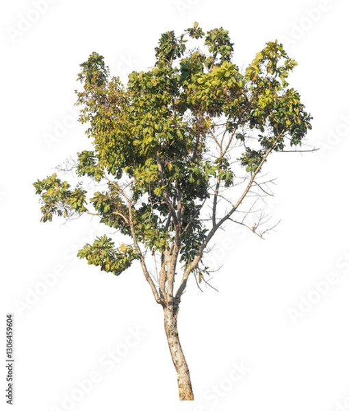 Fototapeta Single tree isolated on transparent background with clipping path and alpha channel