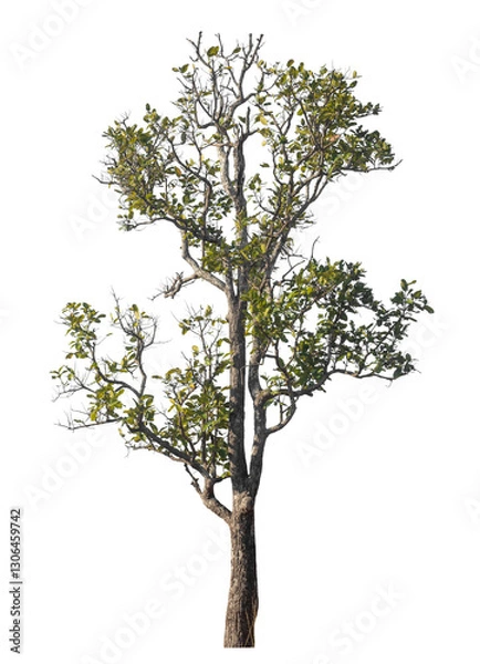 Fototapeta Single tree isolated on transparent background with clipping path and alpha channel