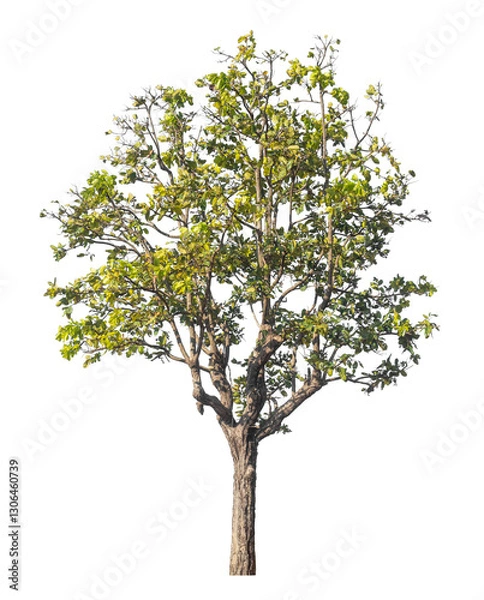 Fototapeta Single tree isolated on transparent background with clipping path and alpha channel