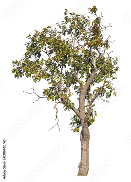 Fototapeta Single tree isolated on transparent background with clipping path and alpha channel
