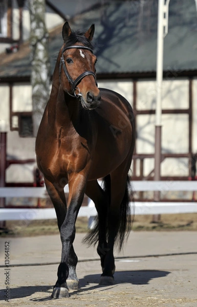 Obraz horse